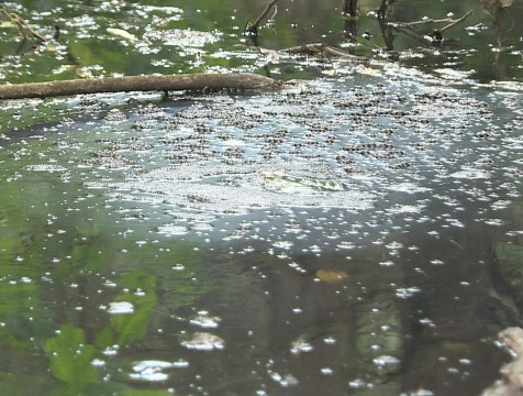Бастрыкин заинтересовался загрязнением реки в Медыни