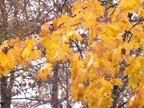 Метеорологическая зима придёт в Калужскую область во второй половине ноября