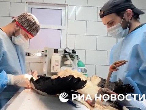 Краснокнижного аиста, подстреленного под Калугой, спасли ветврачи из Ростова