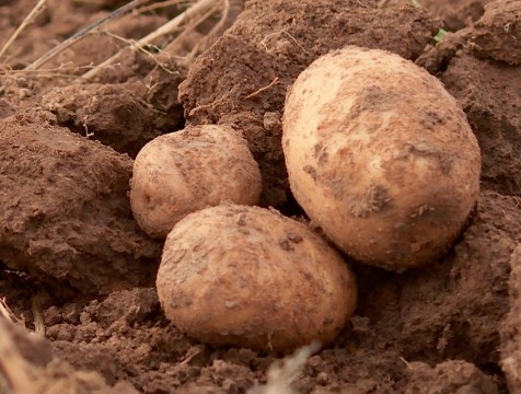 Калужские ученые создали новые сорта картофеля и пшеницы