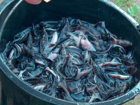 700 кг живой рыбы приобрели жители Бетлицы для зарыбления местного пруда