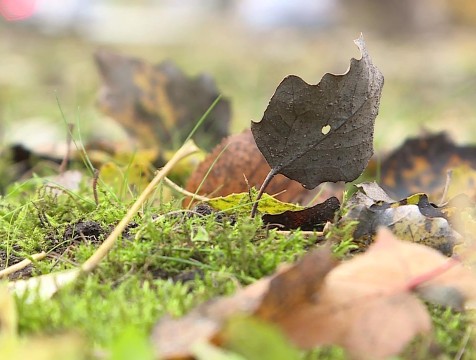 Нетипичная для ноября погода установилась в Калужской области