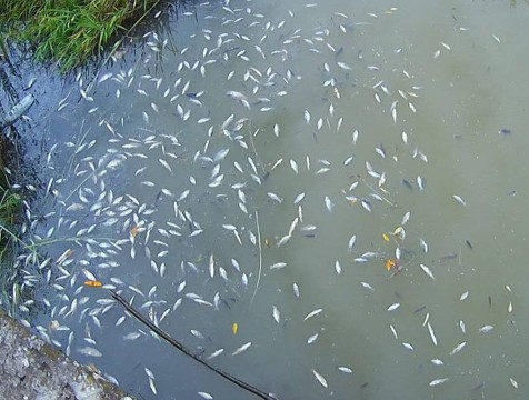 Сброс сточных вод привёл к массовой гибели рыбы в Калужской области