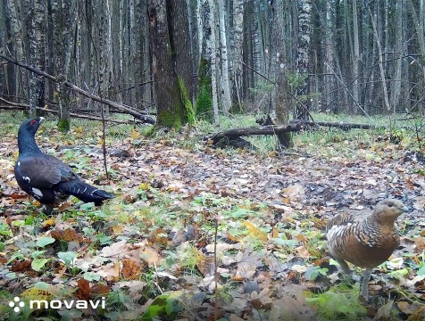 Глухарей запечатлела фотоловушка 