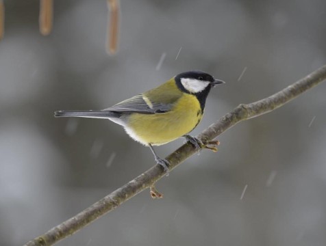 Всероссийский Синичкин день отмечают в Калужской области