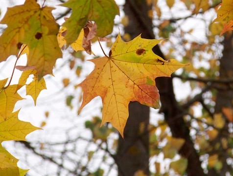 Опасные деревья уберут на улице Николо-Козинская в Калуге