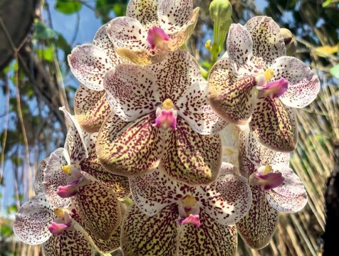 Яркая аскоценда зацвела в Калужском ботаническом саду