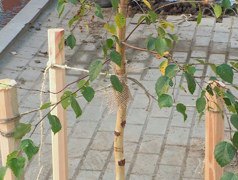 15 деревьев и несколько десятков кустарников высадят в Калуге на Терепце