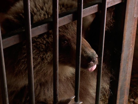 Животные калужского 