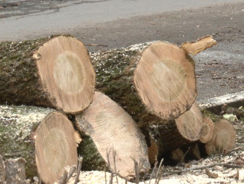 30 деревьев спилят на Николо-Козинской улице в Калуге