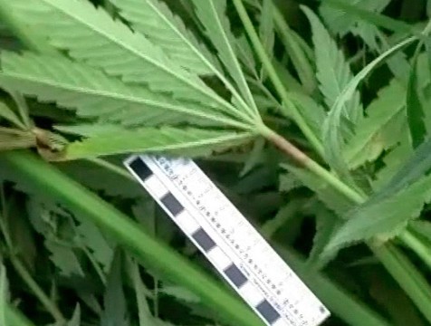 845 растений конопли ликвидировали за 4 месяца в Калужской области