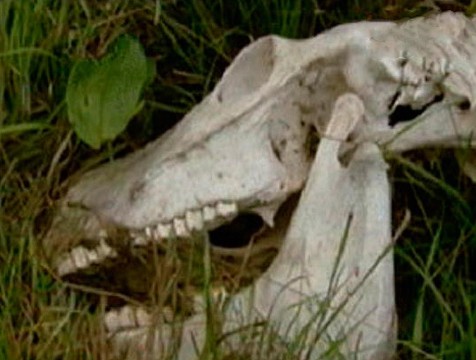 15 скотомогильников ликвидируют в 2025 году в Калужской области