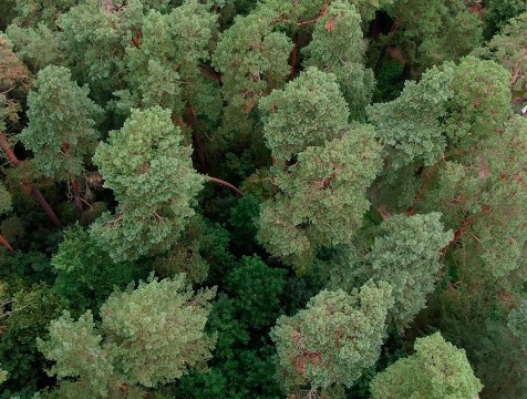 За подделку документов на 6,5 млн рублей судят лесничего из Калужской области