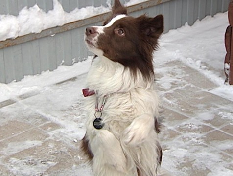 Калужанам напомнили, как уберечь лапы четвероногих питомцев от зимних реагентов