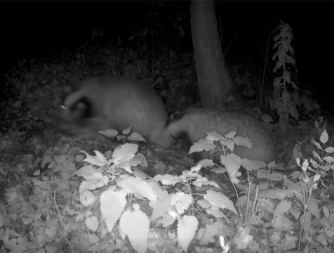 Барсуков в предзимних хлопотах запечатлели в 
