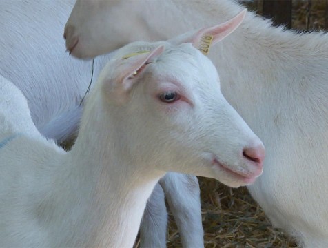 Очаг бруцеллёза выявили в Хвастовичском районе