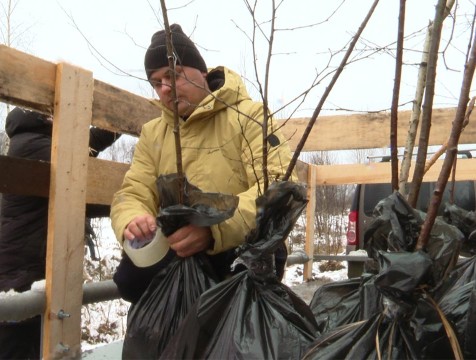 В Первомайске ЛНР готовят почву для калужских берёз