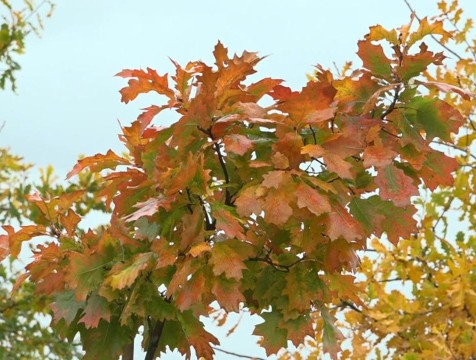 Около семи тысяч растений высадили на улицах Калуги за 2025 год