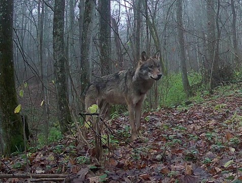 Волки попались в фотоловушку 