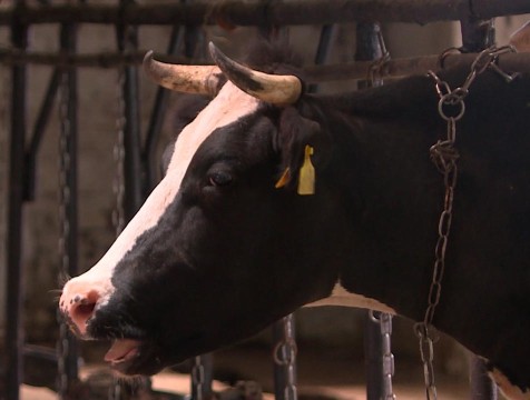 Карантин по лейкозу скота ввели в селе Жиздринского района