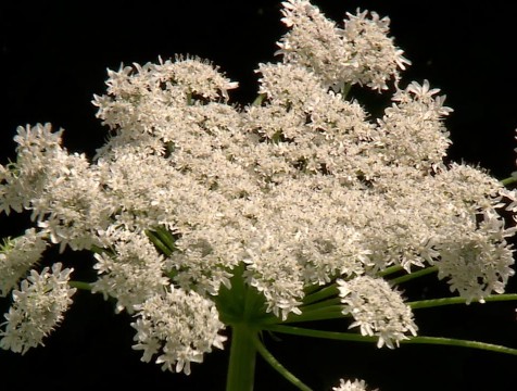 В Калужской области произрастают 24 опасных для природы региона растений