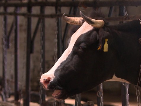 11,8 тысяч скотомест ввели в Калужской области за два года