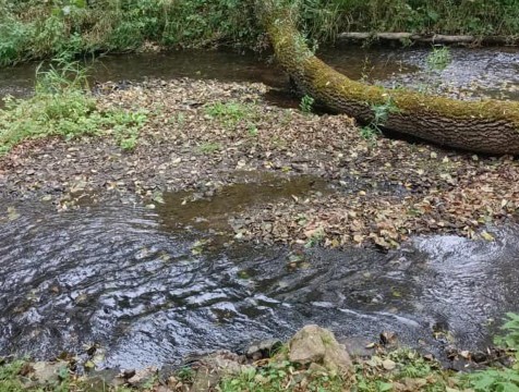Главный агроном перемышльского предприятия ответит за загрязнение реки