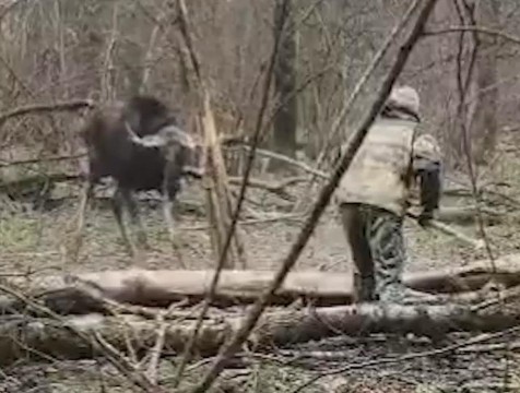 Лося спасли из браконьерской ловушки в Калужской области