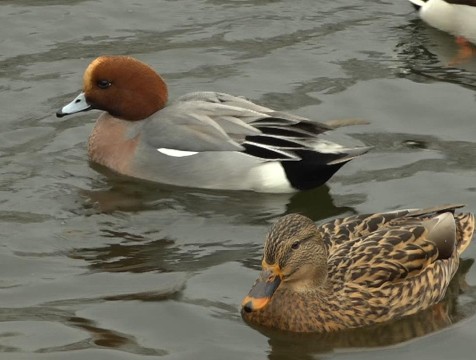 Речные свиязи облюбовали калужские водоемы