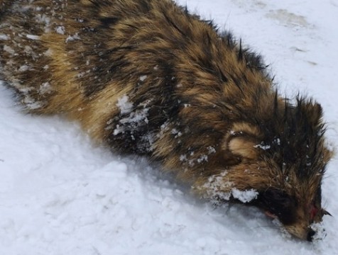 Карантин по бешенству отменили в Калужской области