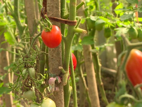 В Людиновском районе завершился карантин томатной моли, введенный в 2024 году