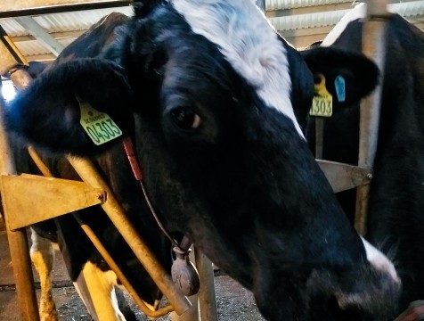 Карантин по лейкозу крупного рогатого скота ввели в жиздринской деревне