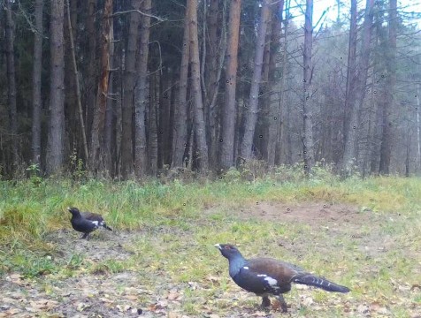 Специфическое меню глухарей запечатлели фотолувушки 