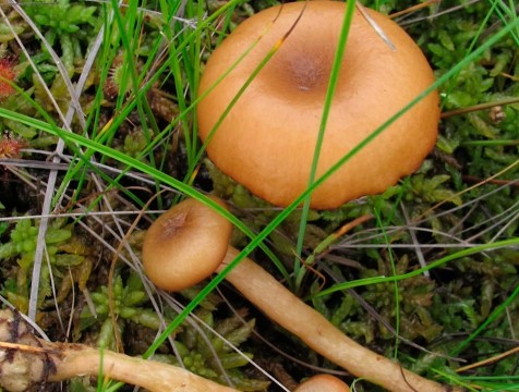 В калужских лесах обнаружили позднеосенние грибы