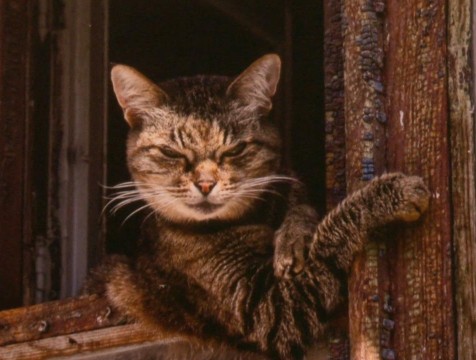 Выставка памяти фотожурналиста Георгия Орлова открылась в Калуге