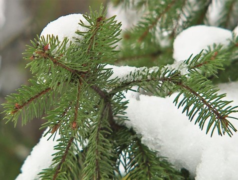 Живую ель установят в центре Калуги