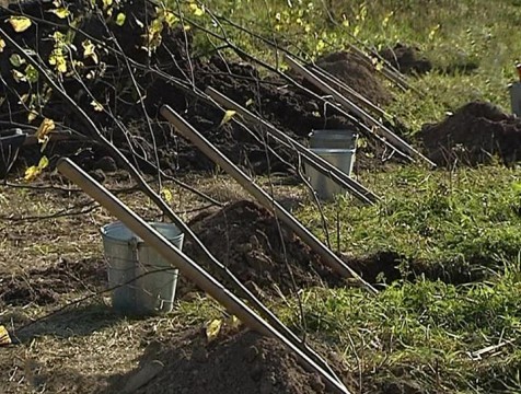 Почти 8 тысяч новых деревьев высадили в Калуге в 2025 году