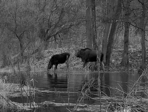 Лоси попались в объектив фотоловушки 