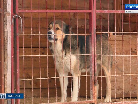 Муниципальную сеть приютов для бездомных собак могут сформировать в регионе